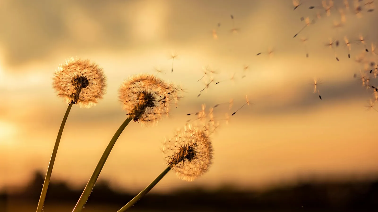 Três dentes-de-leão liberando sementes ao vento contra um céu de pôr-do-sol em tons quentes de laranja e dourado