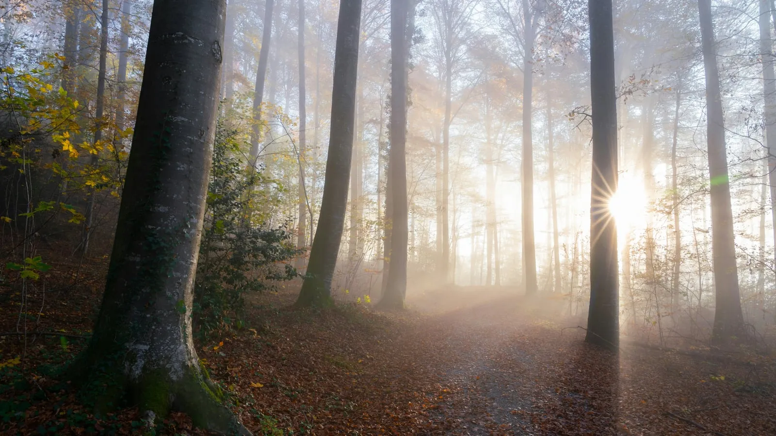 Trilha estreita atravessa floresta de outono coberta por folhas caídas, com luz dourada filtrada por entre os troncos finos na neblina suave