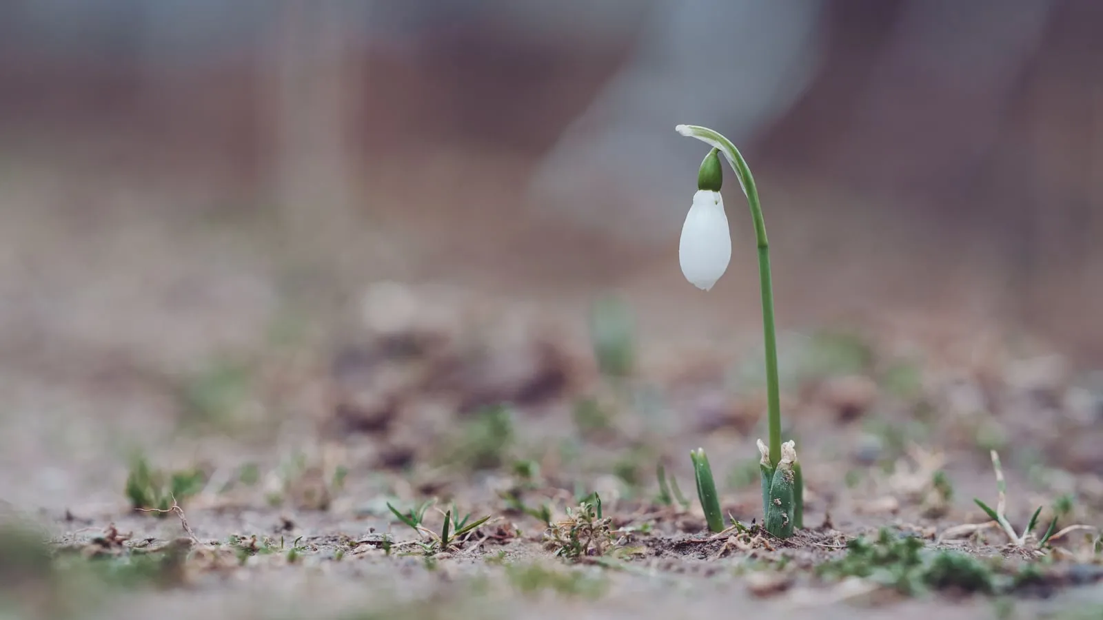 Pequena flor branca de snowdrop desabrochando entre folhas verdes desfocadas, símbolo de renovação e novo começo